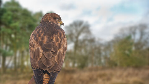 Buzzard The Wildlife Trusts